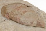 Huge, Kierarges Trilobites - Fezouata Formation #206469-3